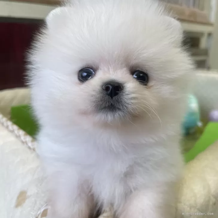 ID:2502-07108の子犬