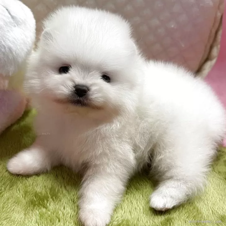 ID:2509-06813の子犬