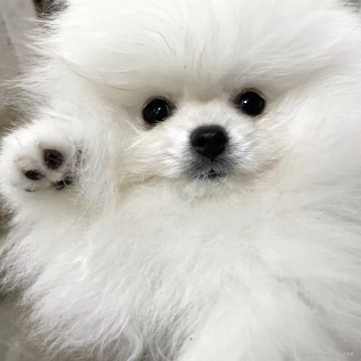 ID:2501-07301の子犬