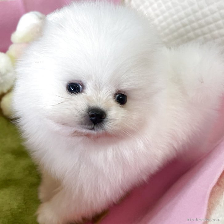 ブリーダー画像