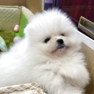 ポメラニアン【岐阜県・男の子・2025年8月16日・ホワイト】の写真「とても可愛いチャオリアの男の子」