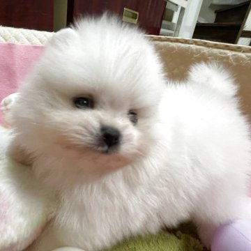 ポメラニアン【岐阜県・女の子・2025年10月12日・ホワイト】の写真「とても可愛いホワイトの女の子」