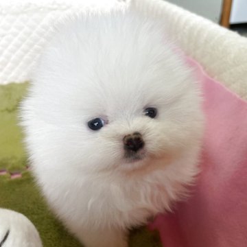 ポメラニアン【岐阜県・女の子・2025年9月9日・ホワイト】の写真「とっても可愛いホワイトの女の子」