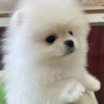 ポメラニアン【岐阜県・男の子・2024年12月30日・ホワイト】の写真「とっても可愛いホワイトの男の子」