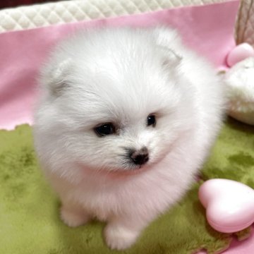 ポメラニアン【岐阜県・女の子・2025年10月13日・ホワイト】の写真「とても可愛いホワイトの女の子」