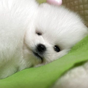 ポメラニアン【岐阜県・男の子・2025年10月17日・ホワイト】の写真「とっても可愛いホワイトの男の子」