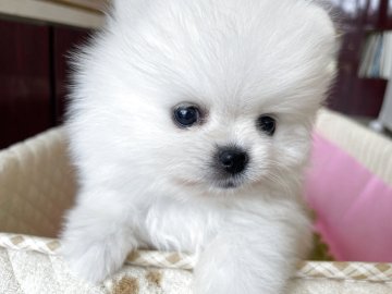 ポメラニアン【岐阜県・女の子・2025年7月11日・ホワイト】の写真「とびっきり可愛いホワイトの女の子」