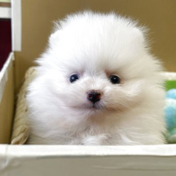 ポメラニアン【岐阜県・男の子・2025年8月16日・ホワイト】の写真「とっても可愛いホワイトの男の子」