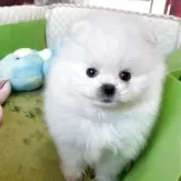ポメラニアン