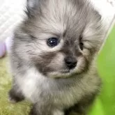 ポメラニアン
