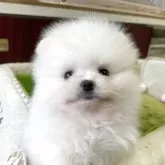ポメラニアン
