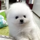ポメラニアン