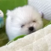 ポメラニアン