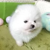 ポメラニアン