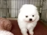 ポメラニアン【岐阜県・女の子・2025年10月12日・ホワイト】の写真3