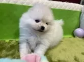 ポメラニアン【岐阜県・男の子・2024年12月30日・ホワイト】の写真12