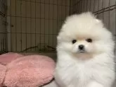 ポメラニアン【岐阜県・男の子・2024年12月30日・ホワイト】の写真5