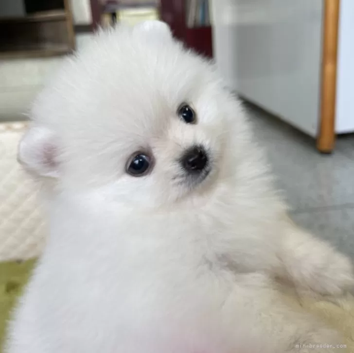 ID:2404-00868の子犬