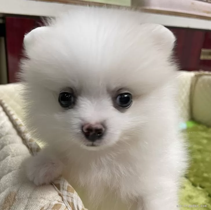 ID：2401-01041の子犬