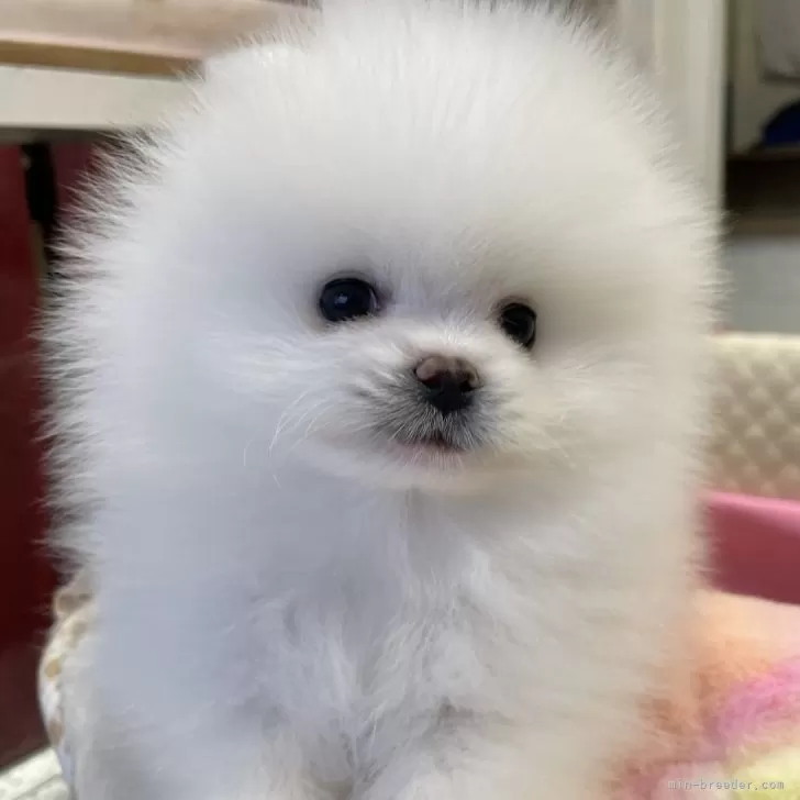 ID：2403-06754の子犬
