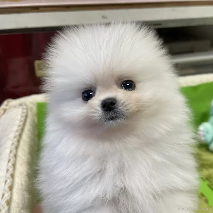 ID：2401-06736の子犬