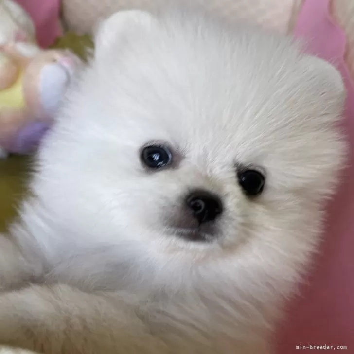 ID:2407-03551の子犬