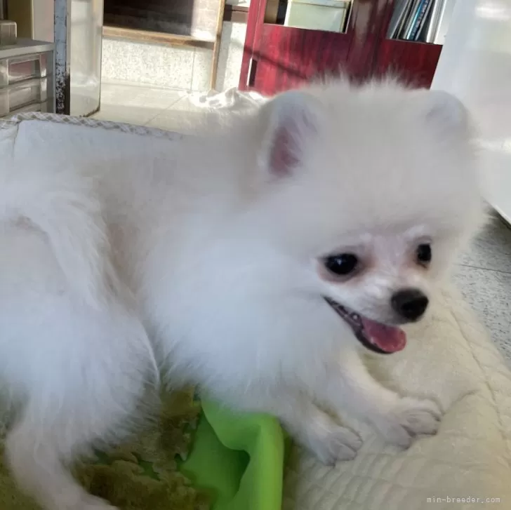 ID：2407-01246の子犬