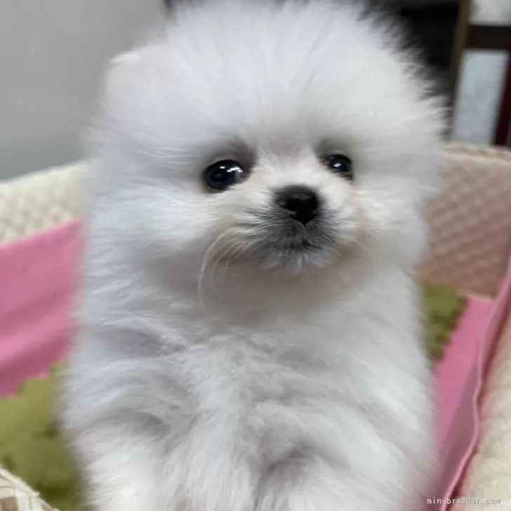 ID：2401-04210の子犬