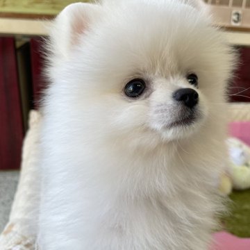 ポメラニアン【岐阜県・女の子・2024年6月5日・ホワイト】の写真「とっても可愛いホワイトの女の子」