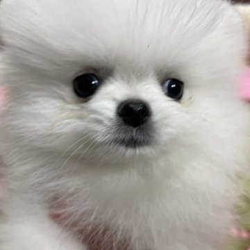 ポメラニアン【岐阜県・女の子・2023年11月14日・ホワイト】の写真「とても可愛いホワイトの女の子」