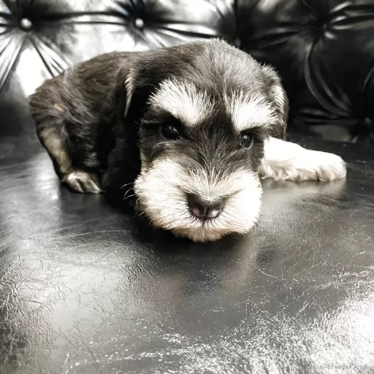 小太郎 様のお迎えした子犬