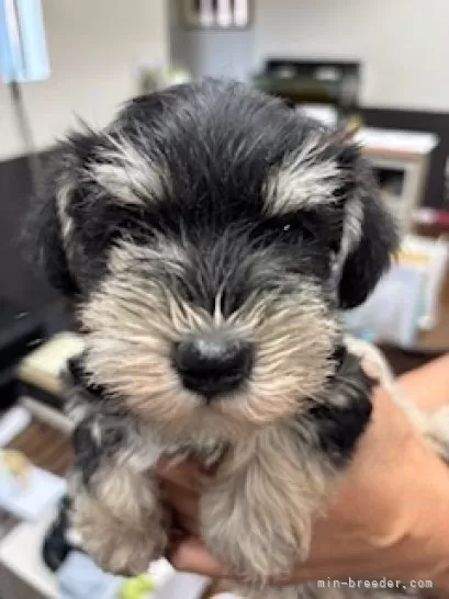 ID:2508-07708の子犬