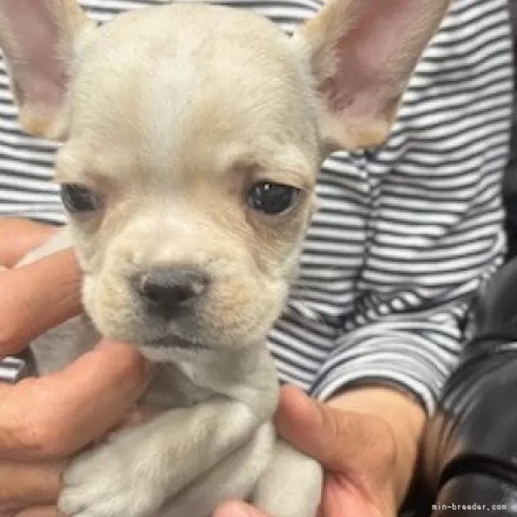 フレンチブルドッグ【栃木県・男の子・2025年8月28日・クリーム】の写真1