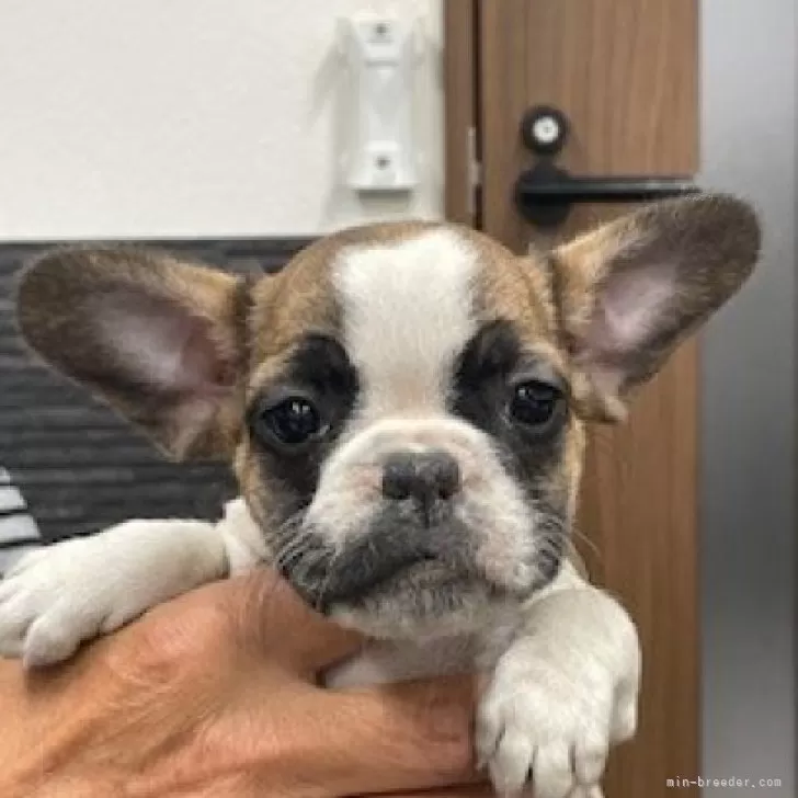 ID：2510-07749の子犬