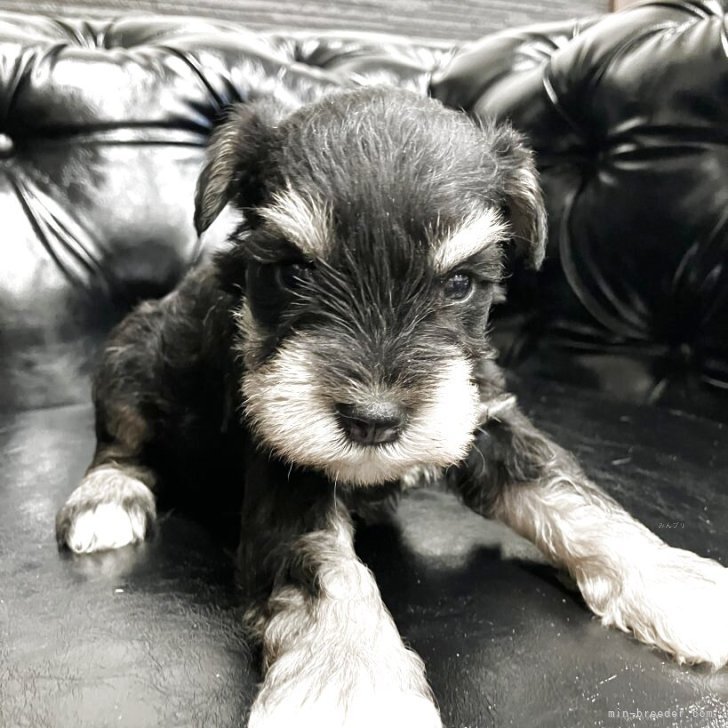 小太郎 様のお迎えした子犬