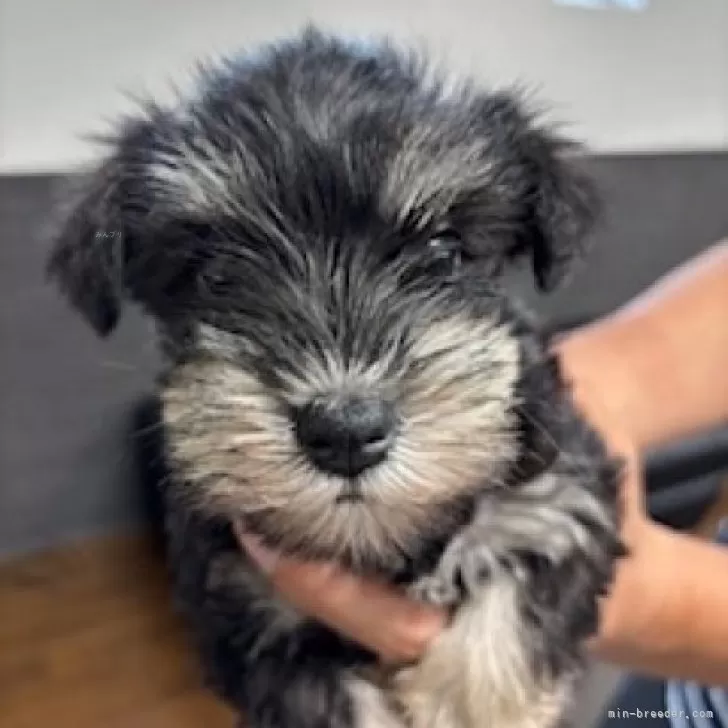 ムゥ 様のお迎えした子犬
