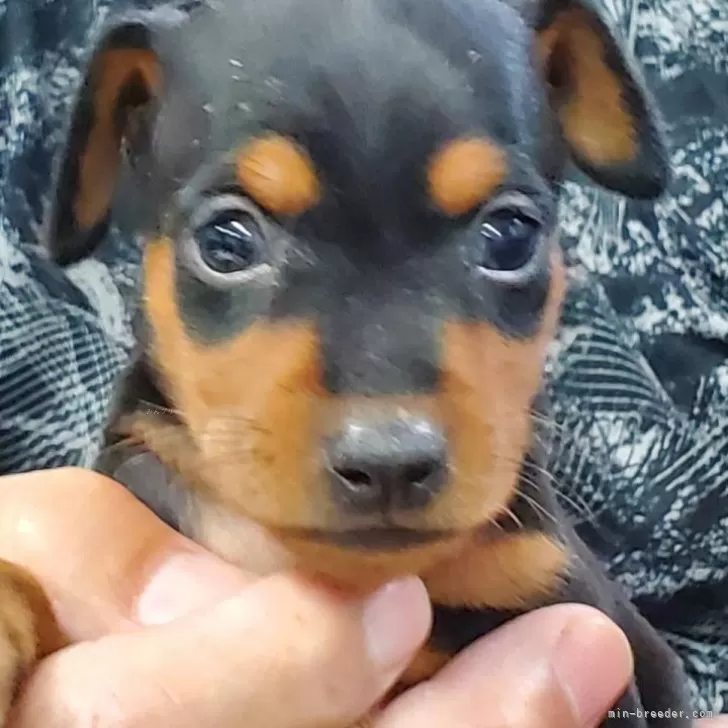 ID：2507-01459の子犬