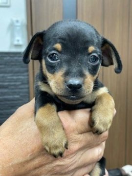 ミニチュアピンシャー【栃木県・男の子・2025年9月25日・ブラックタン】の写真「温厚な可愛い男の子です」