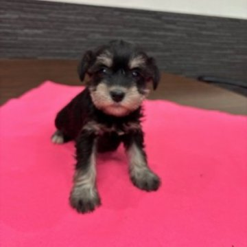 ミニチュアシュナウザー【栃木県・女の子・2024年12月25日・ブラックシルバー】の写真「温厚な女の子です」