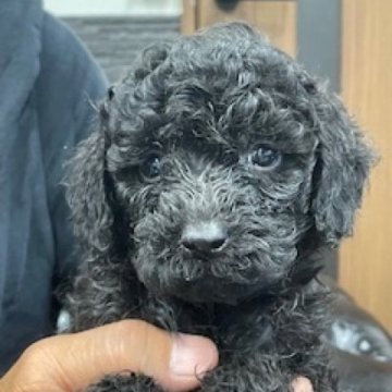 トイプードル(トイ)【栃木県・男の子・2025年7月12日・ブラック】の写真「温厚な可愛い男の子です」