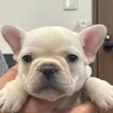 フレンチブルドッグ