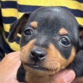 ミニチュアピンシャー