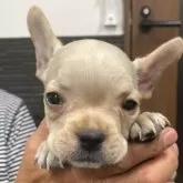 フレンチブルドッグ