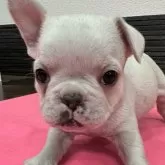 フレンチブルドッグ【栃木県・女の子・2024年12月26日・クリーム】の写真1