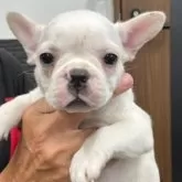 フレンチブルドッグ