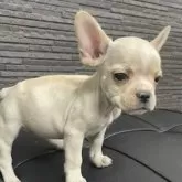 フレンチブルドッグ【栃木県・男の子・2025年8月28日・クリーム】の写真4