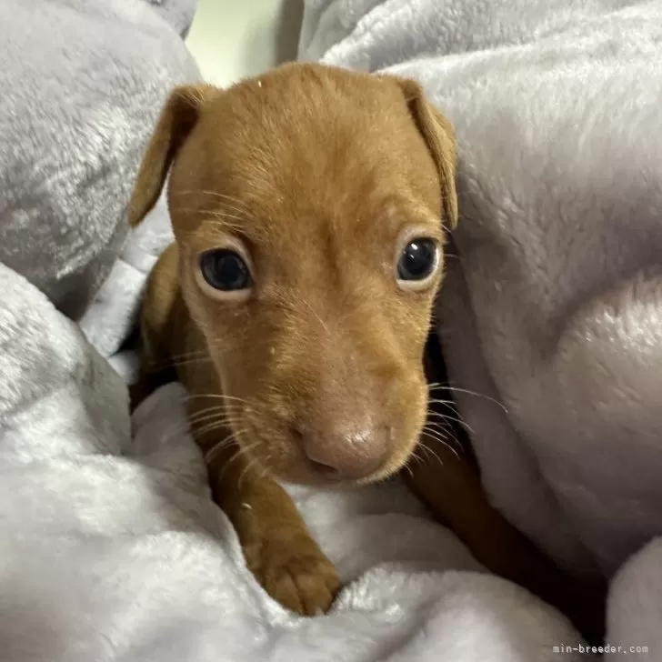 ID：2404-05380の子犬