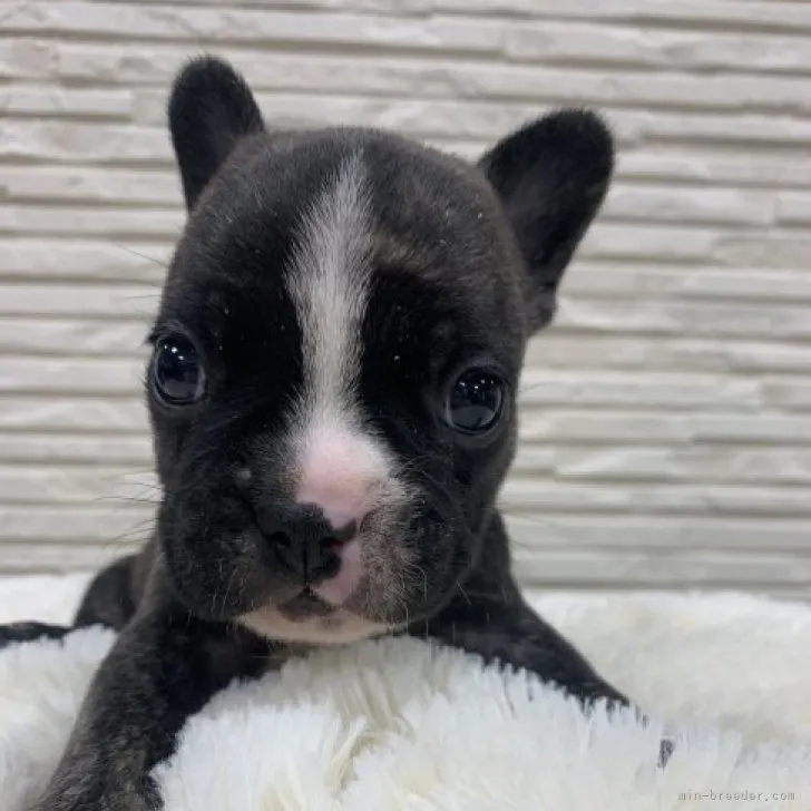 ID：2305-05721の子犬