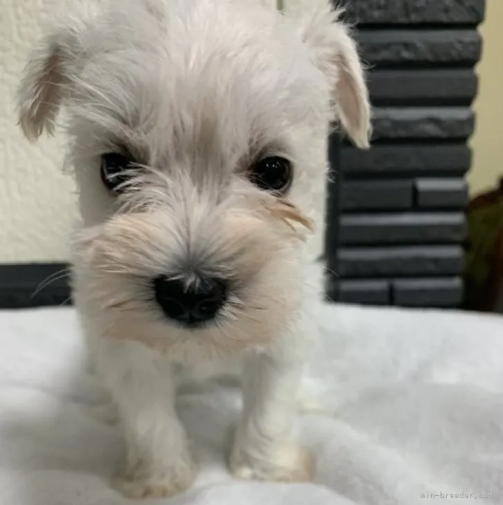 ID：2304-01002の子犬