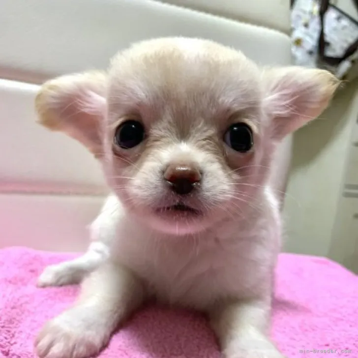 ID:2307-04510の子犬